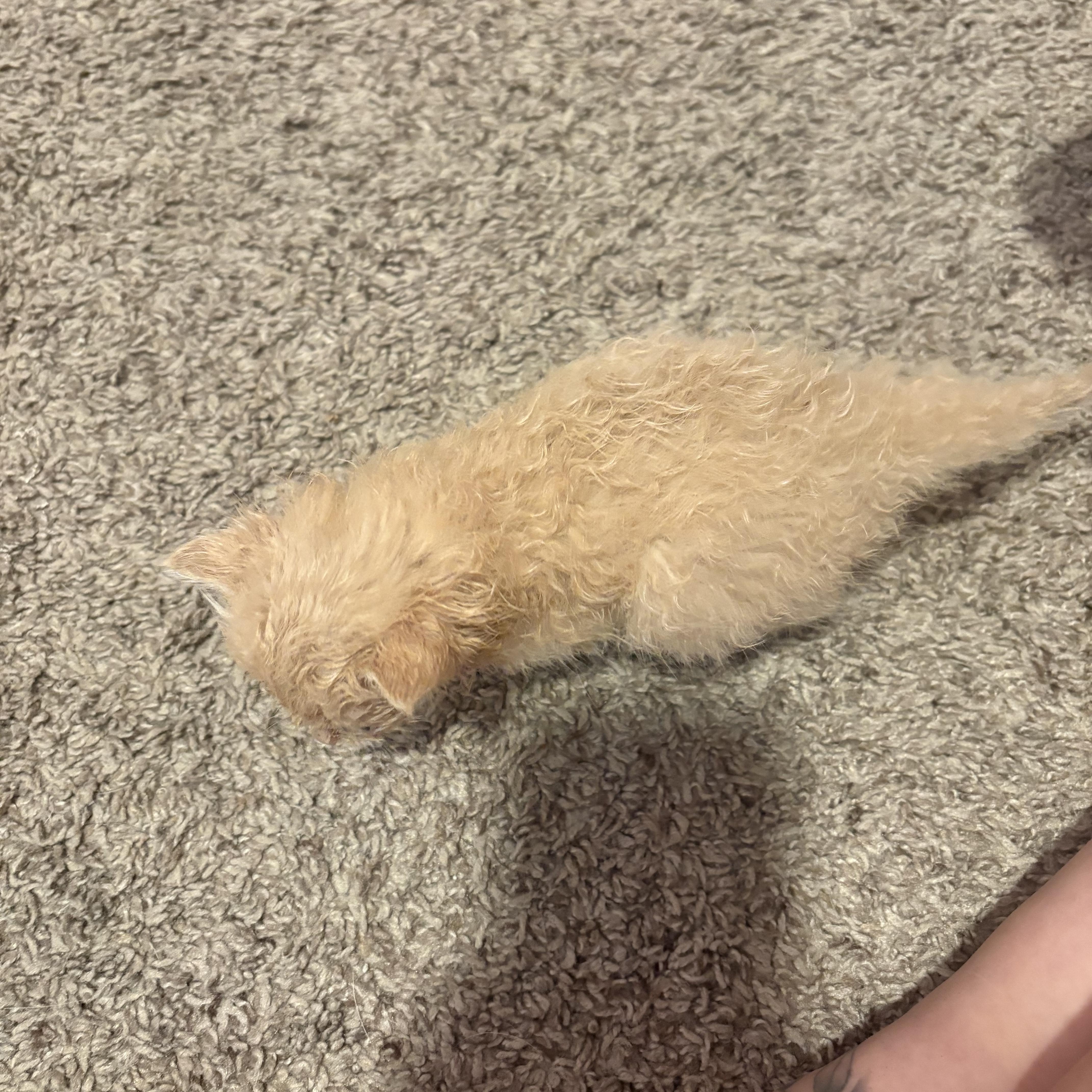 Enlarge Patrick Star, a ADOPTABLE Domestic Long Hair in Youngstown, FL image 4/5