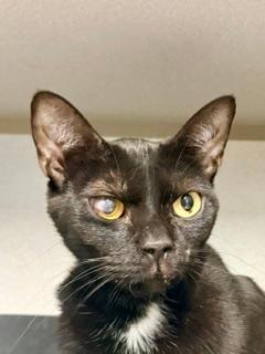 Enlarge Pluto, a ADOPTABLE Domestic Short Hair in Winter Haven, FL image 2/2