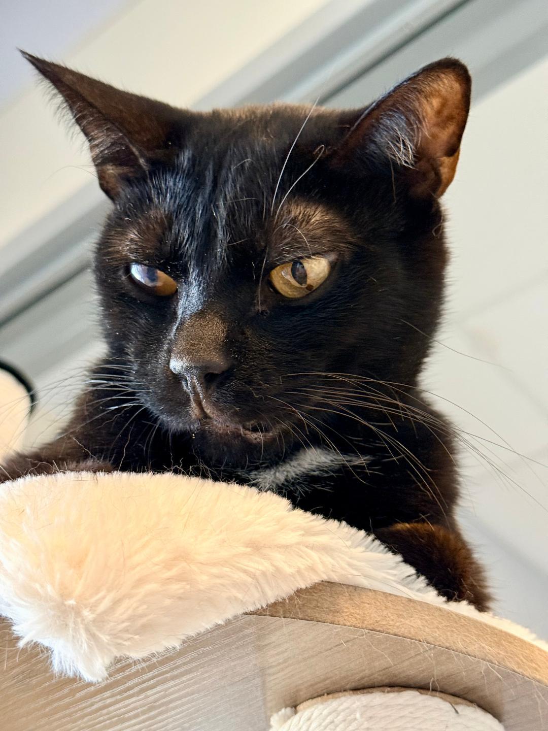Pluto, ADOPTABLE, Adult Male Domestic Short Hair.