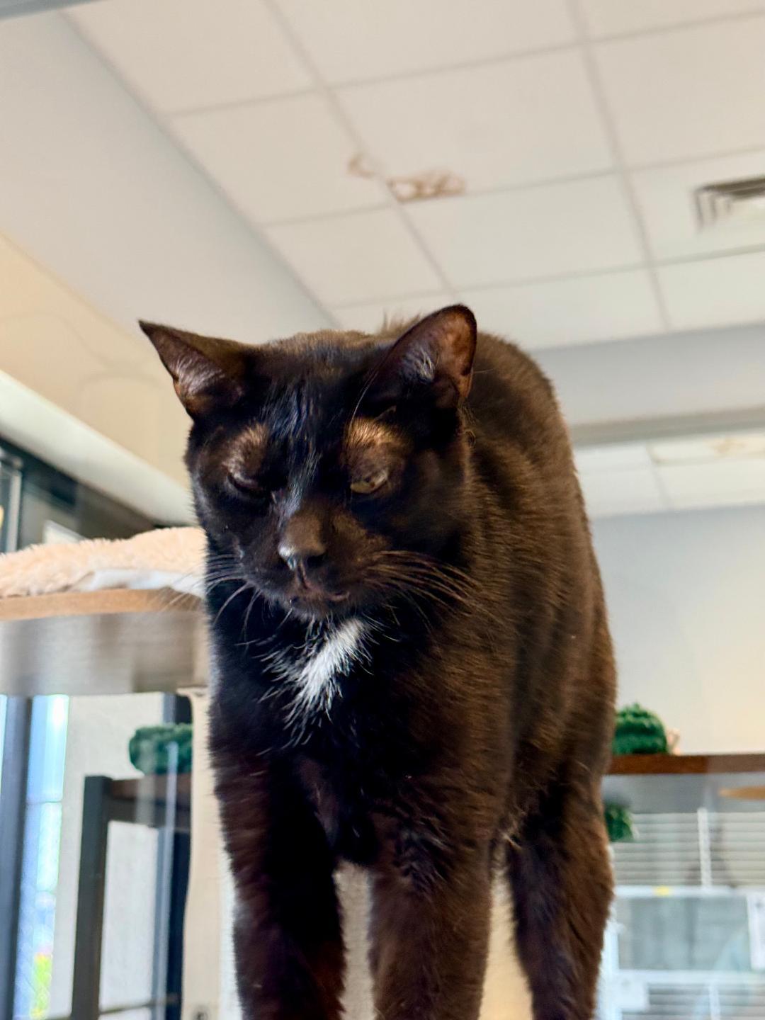Pluto, a ADOPTABLE Domestic Short Hair in Winter Haven, FL image 3/6
