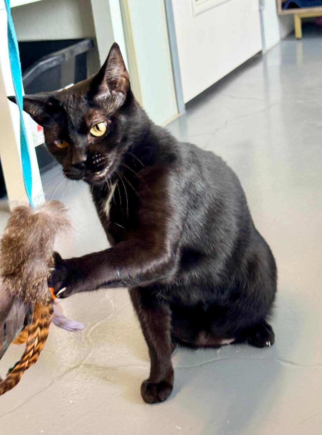 Enlarge Pluto, a Adoptable Domestic Short Hair in Winter Haven, FL image 3/6