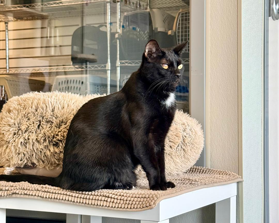 Enlarge Pluto, a Adoptable Domestic Short Hair in Winter Haven, FL image 2/6