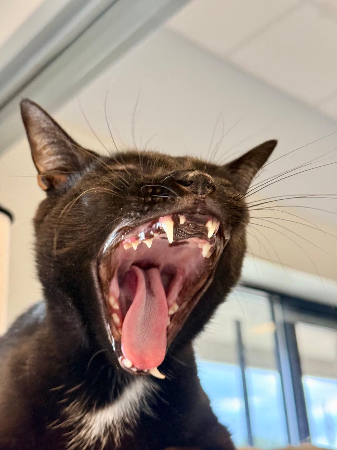 Pluto, a ADOPTABLE Domestic Short Hair in Winter Haven, FL image 4/6