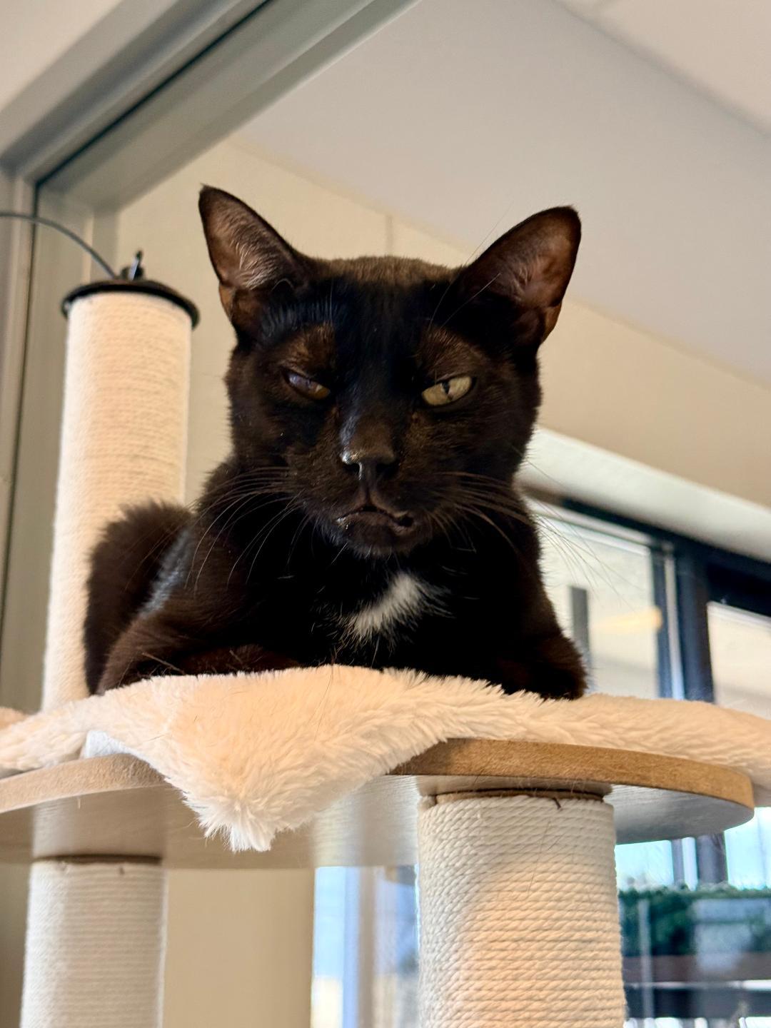 Pluto, a ADOPTABLE Domestic Short Hair in Winter Haven, FL image 2/6