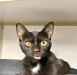Enlarge Pluto, a ADOPTABLE Domestic Short Hair in Winter Haven, FL image 1/2
