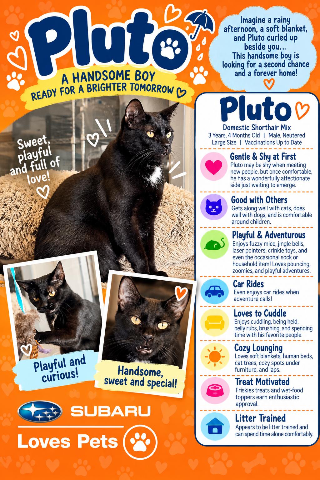 Pluto, Adoptable, Adult Male Domestic Short Hair.
