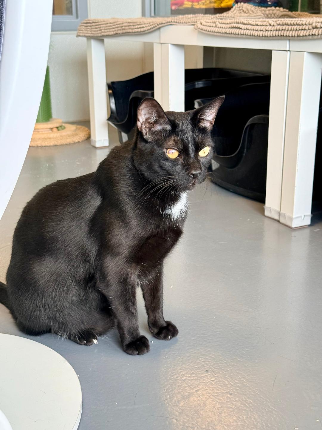 Enlarge Pluto, a Adoptable Domestic Short Hair in Winter Haven, FL image 4/6