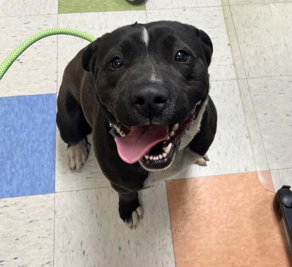 Vixen, Adoptable, Young Female Labrador Retriever & Pit Bull Terrier.