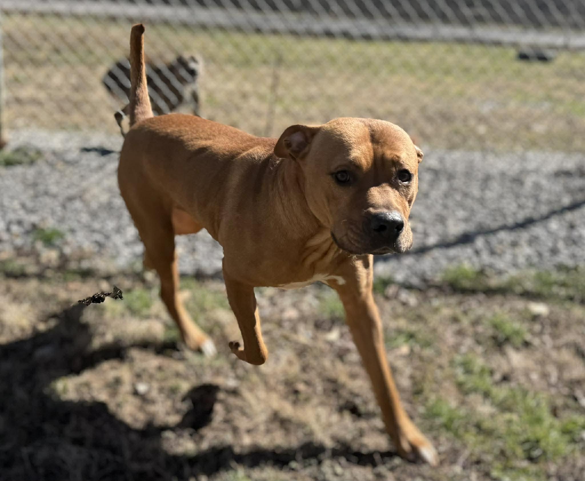 Enlarge Gunner, an adoptable mixed breed in Leitchfield, KY image 2/3