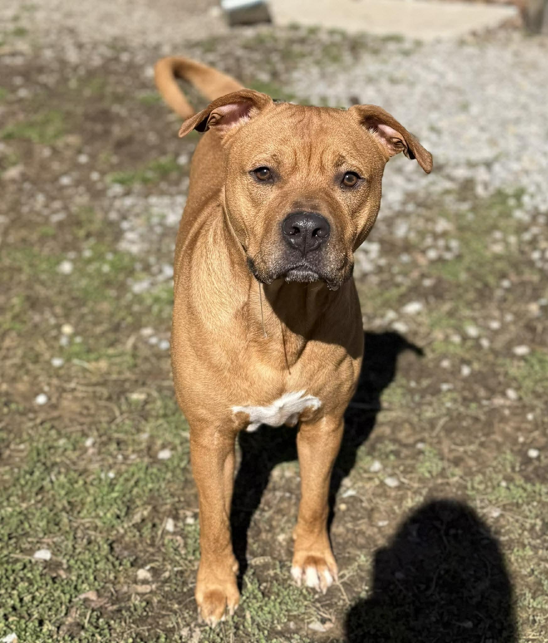 Enlarge Gunner, an adoptable mixed breed in Leitchfield, KY image 1/3