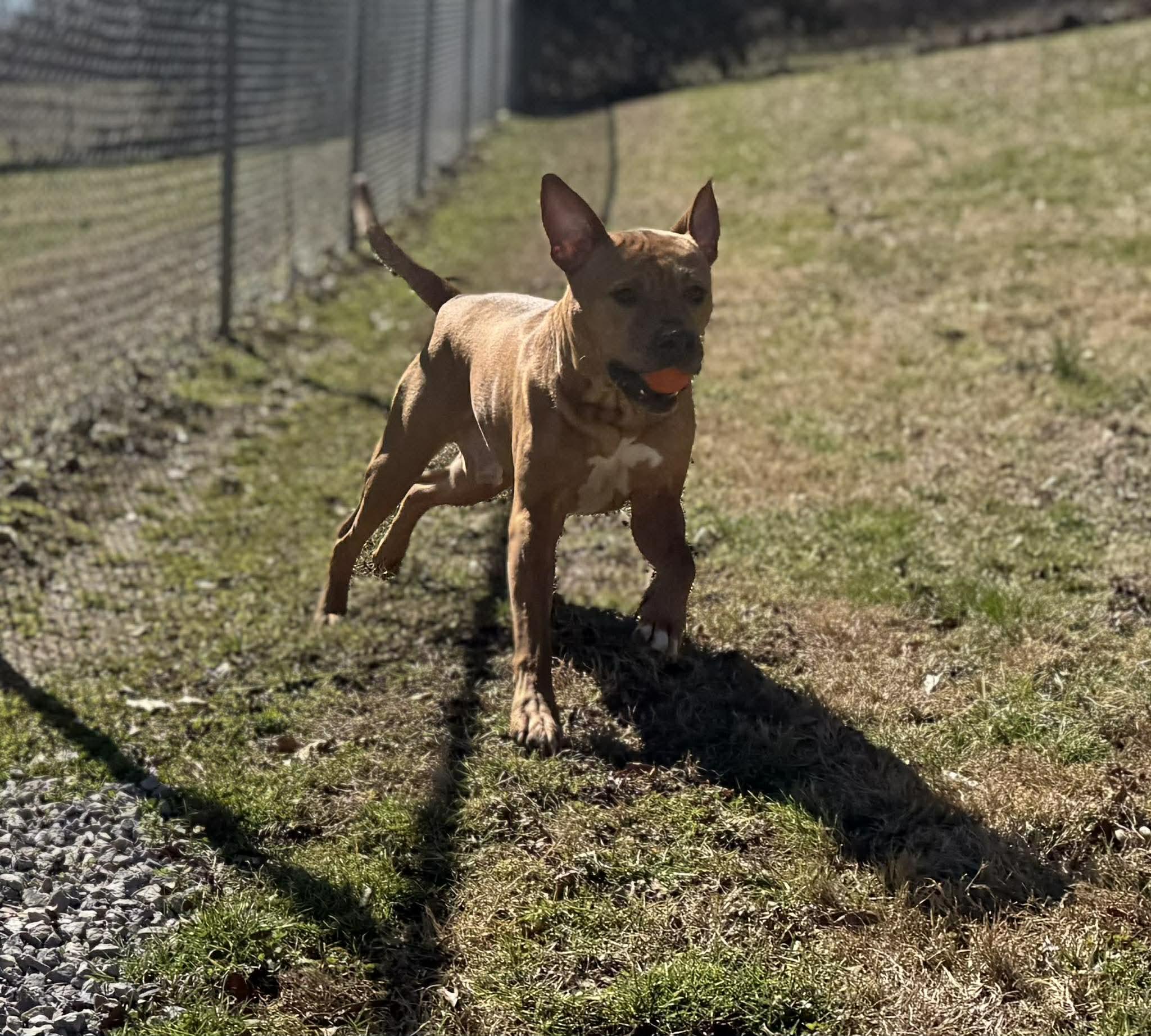 Enlarge Gunner, an adoptable mixed breed in Leitchfield, KY image 3/3
