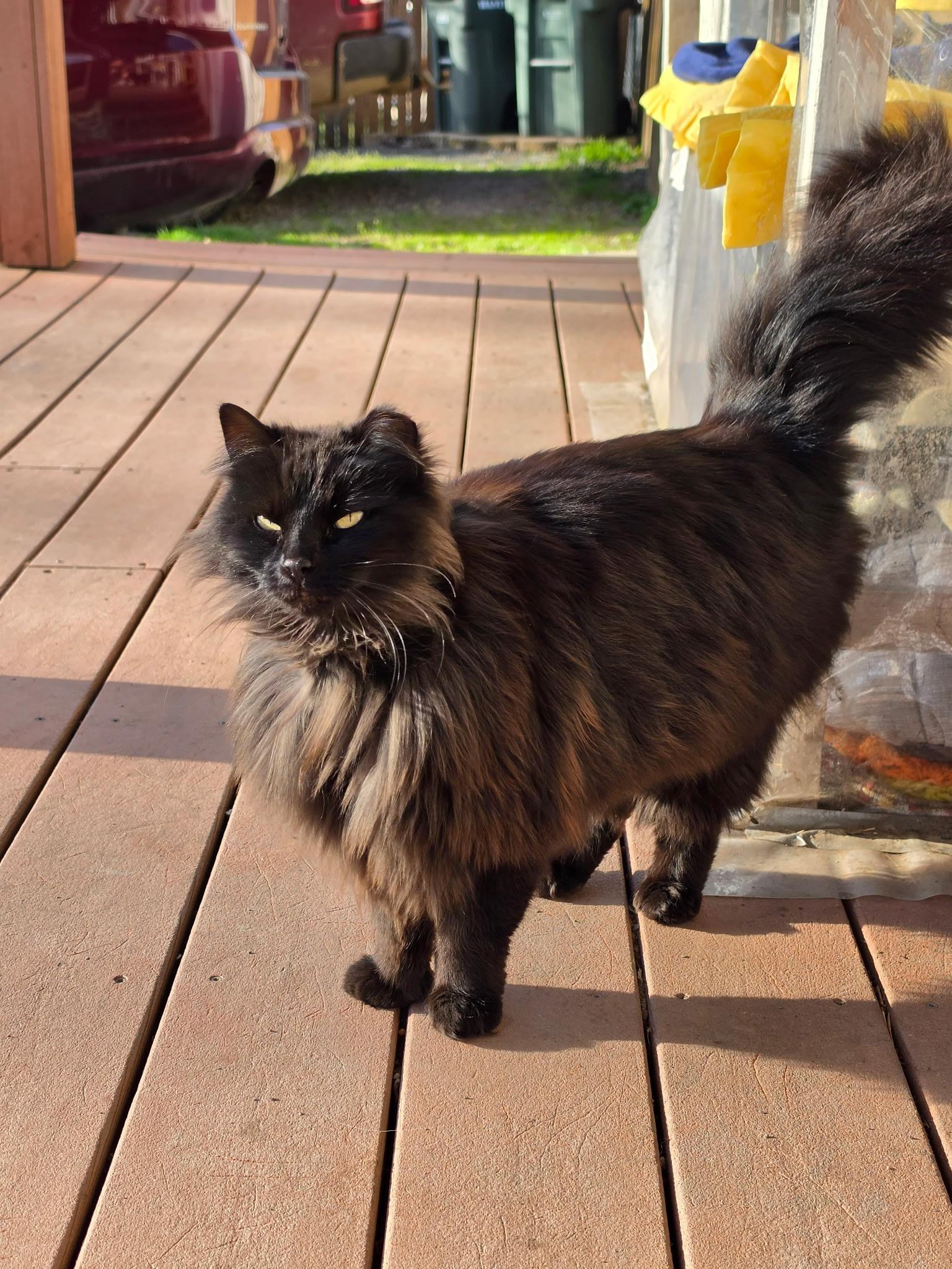 Enlarge Beauty, a ADOPTABLE Domestic Long Hair in Portland, OR image 3/4