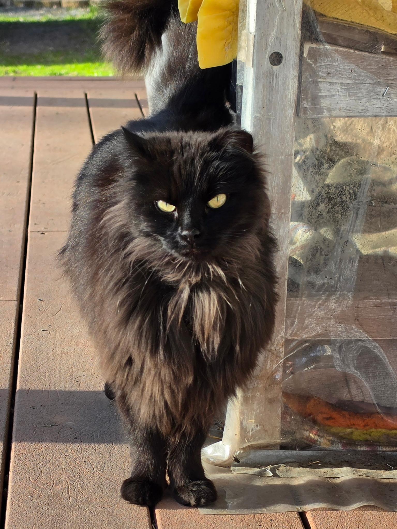 Beauty, ADOPTABLE, Adult Female Domestic Long Hair.