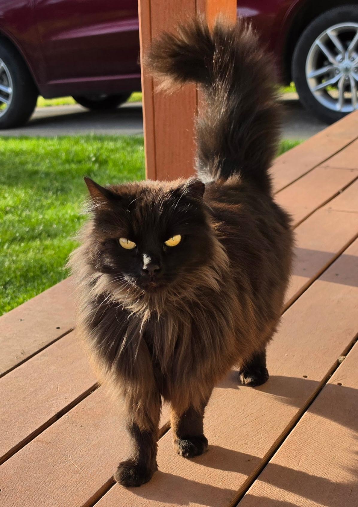 Enlarge Beauty, a ADOPTABLE Domestic Long Hair in Portland, OR image 2/4