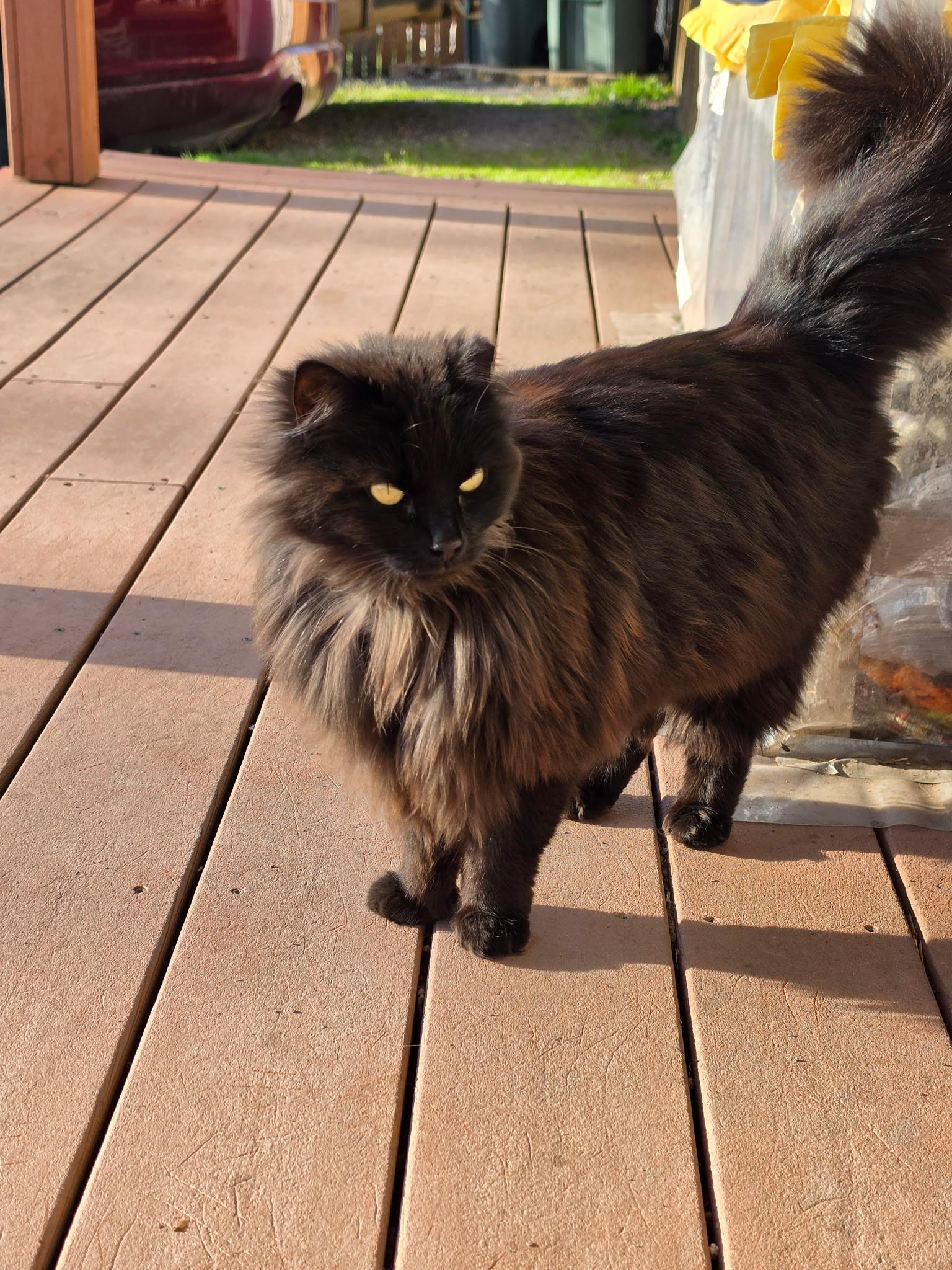 Enlarge Beauty, a ADOPTABLE Domestic Long Hair in Portland, OR image 4/4