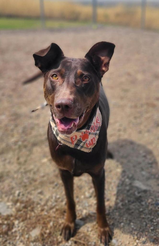 Lola, a Adoptable mixed breed in Logan, UT image 1/3