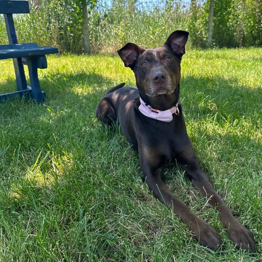Lola, a Adoptable mixed breed in Logan, UT image 2/3