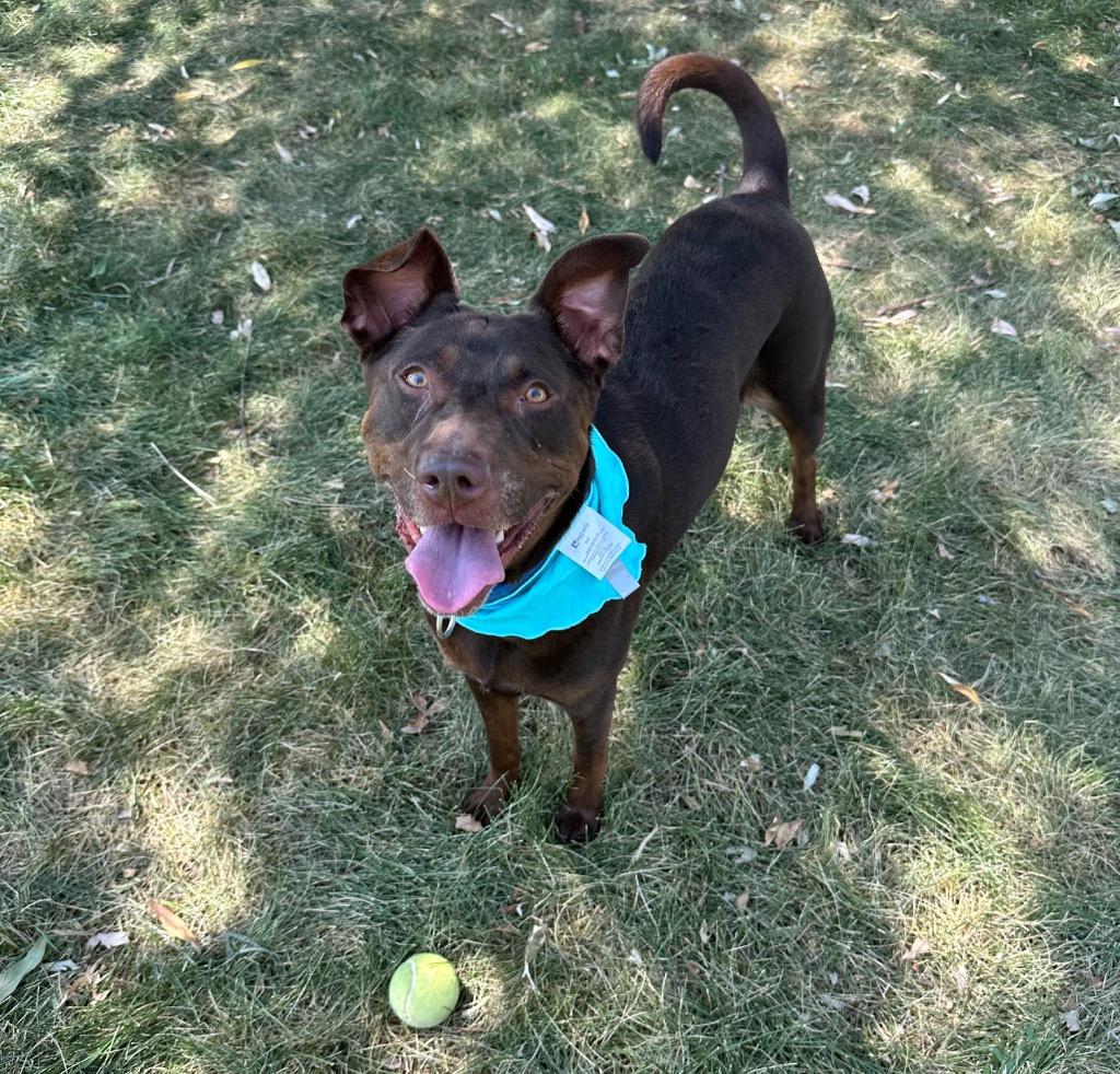 Lola, a Adoptable mixed breed in Logan, UT image 3/3