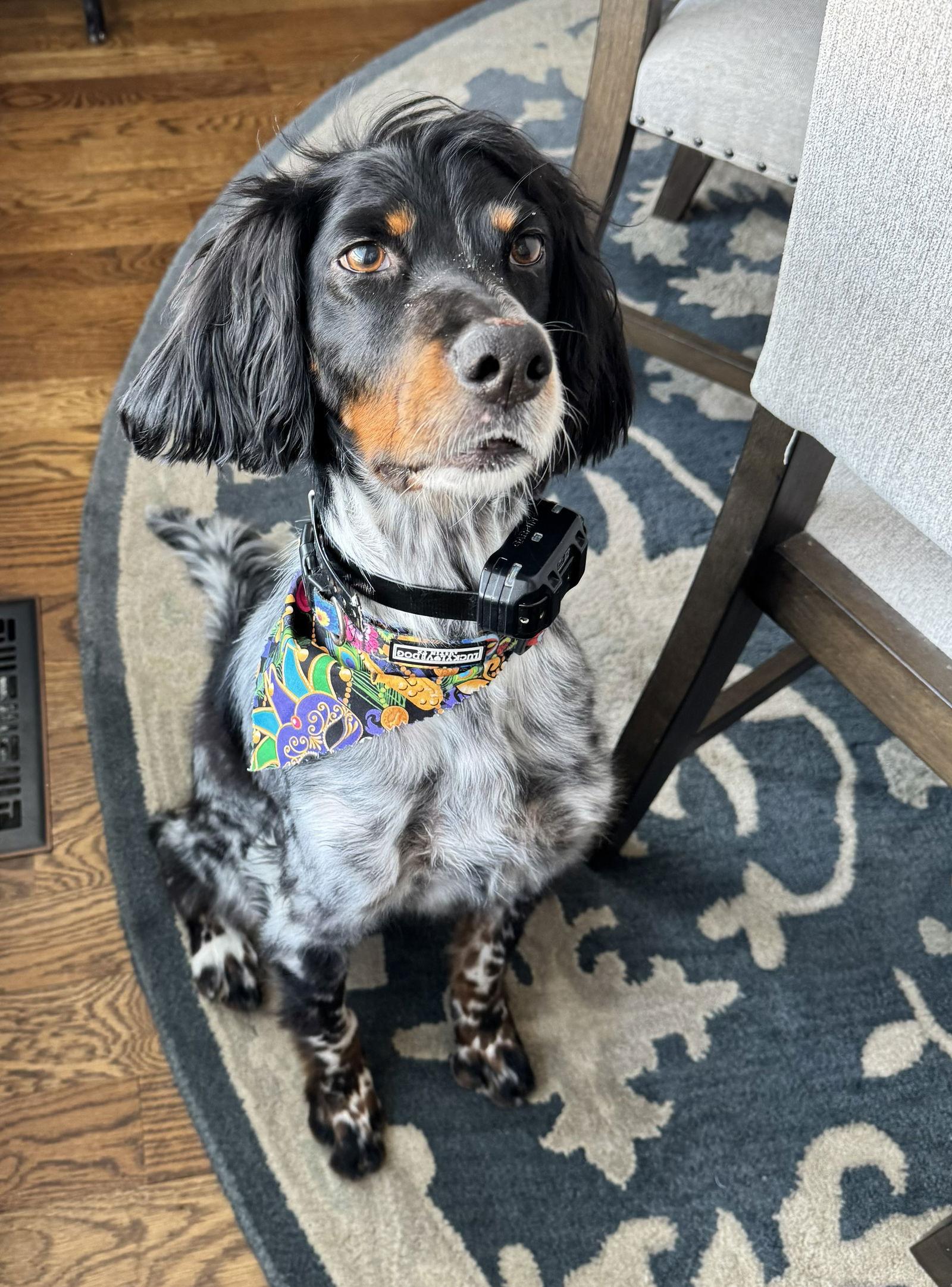 Enlarge KS/Birdy aka Murphy, a Adopted Brittany Spaniel in Kansas City, KS image 1/3