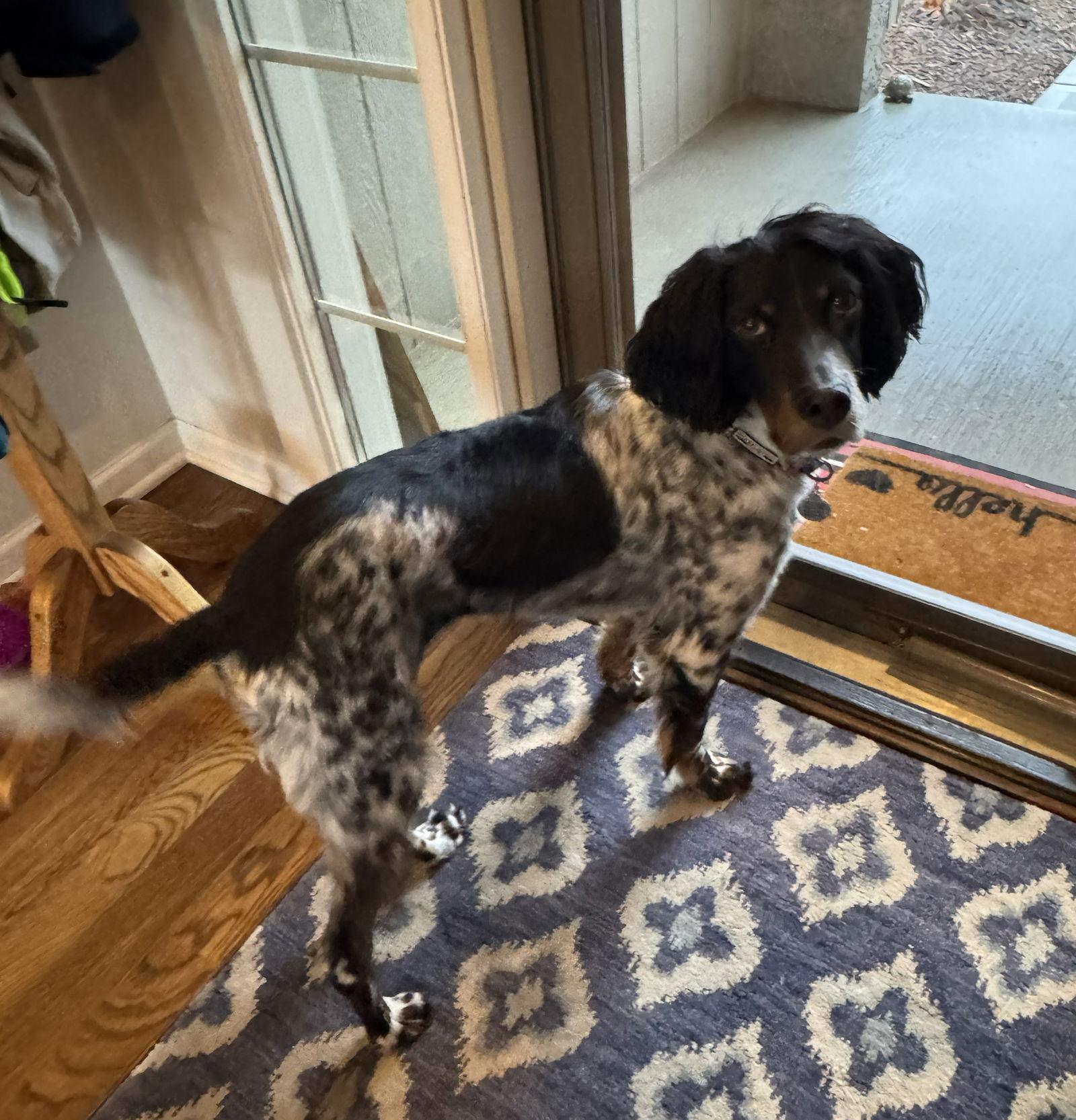 Enlarge KS/Birdy aka Murphy, a Adopted Brittany Spaniel in Kansas City, KS image 2/3