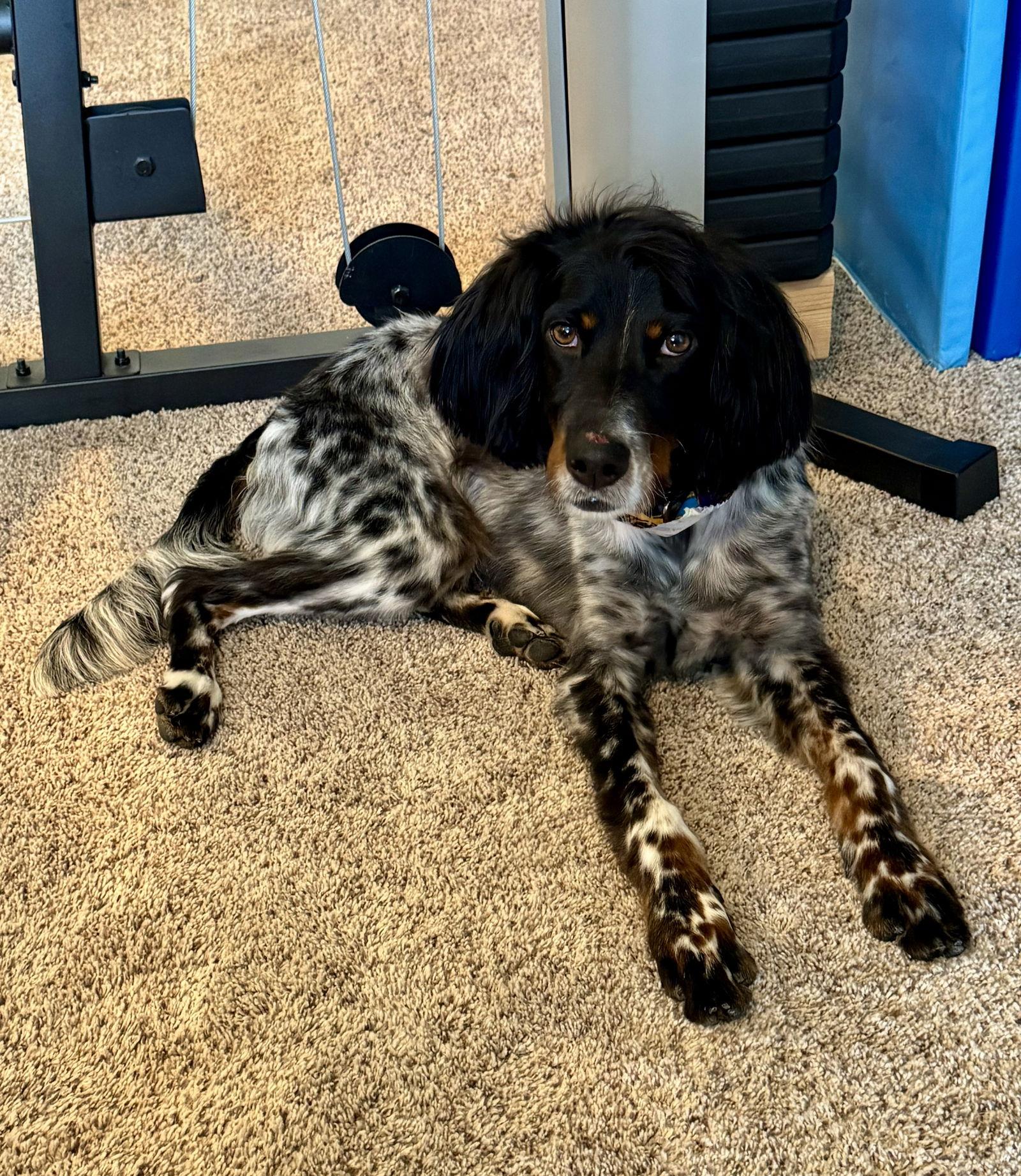 Enlarge KS/Birdy aka Murphy, a Adopted Brittany Spaniel in Kansas City, KS image 3/3