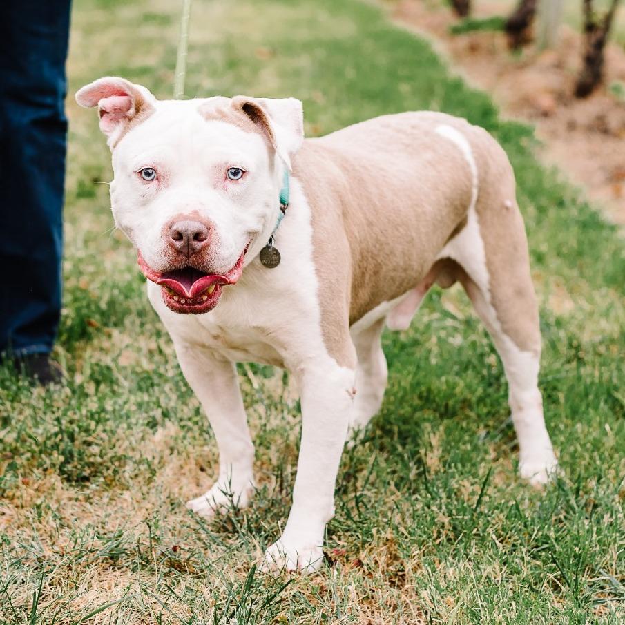 Slacky - 003652, Adoptable, Senior Male Mixed Breed.