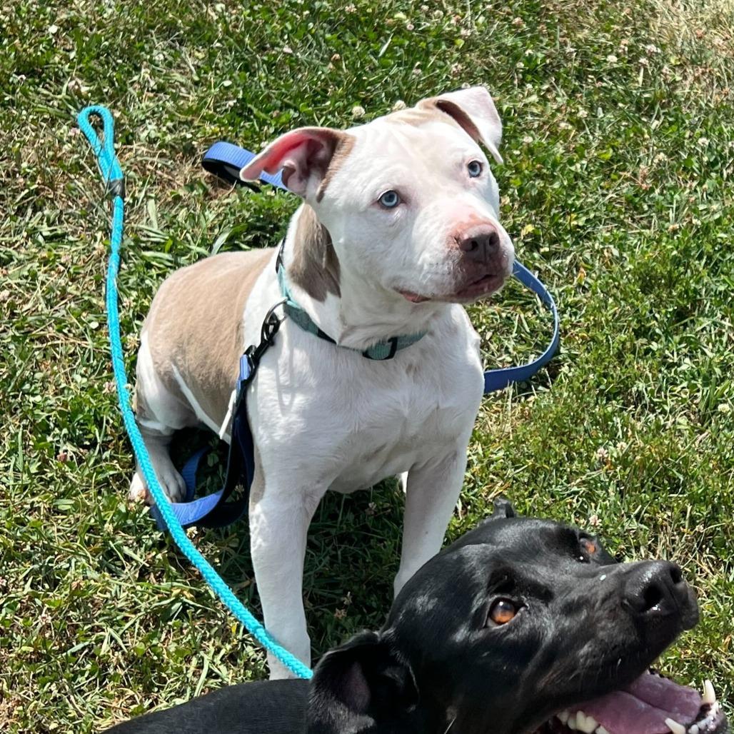 Slacky, a Adoptable Mixed Breed in Marshall, VA image 2/6