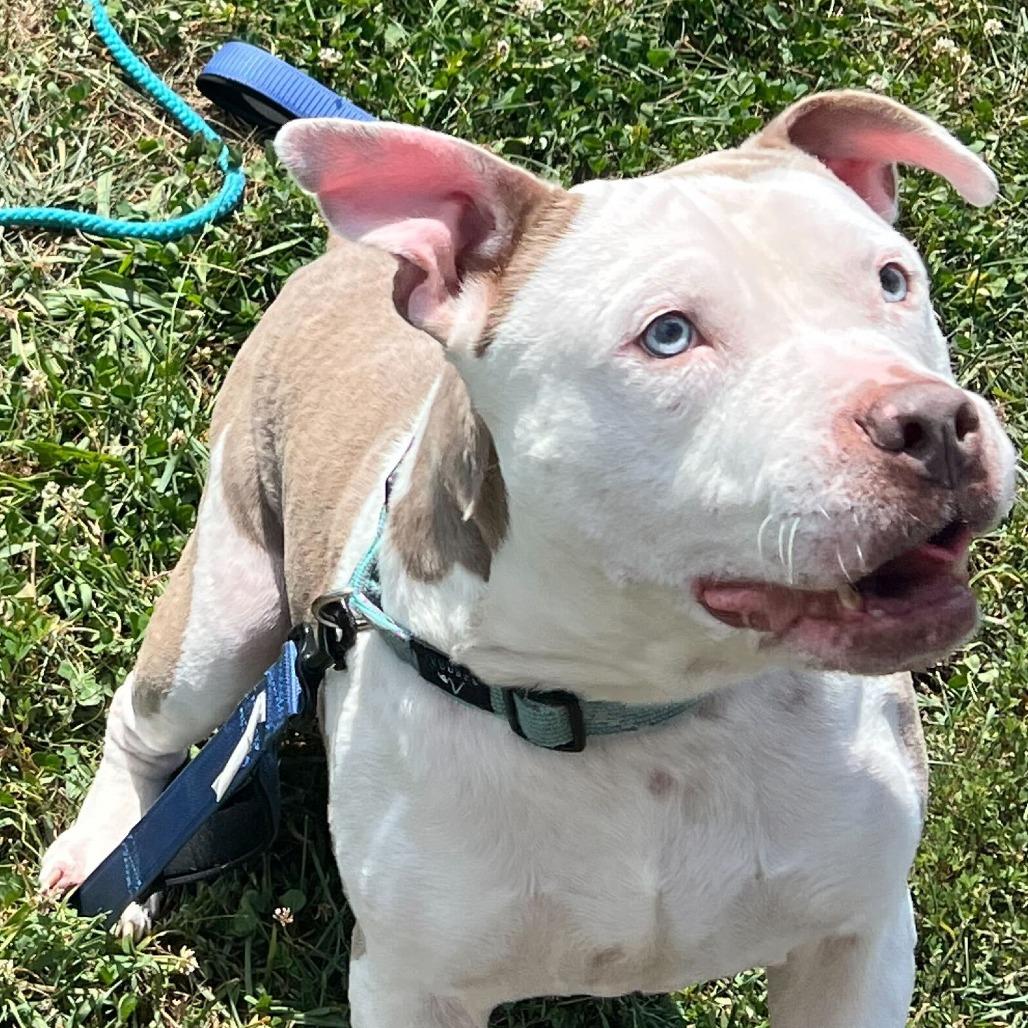 Enlarge Slacky - 003652, a Adoptable Mixed Breed in Marshall, VA image 3/6