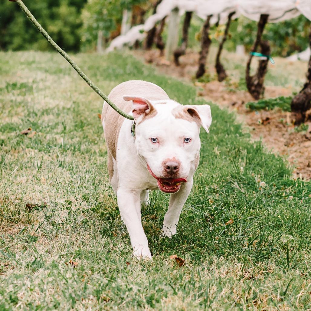 Enlarge Slacky - 003652, a Adoptable Mixed Breed in Marshall, VA image 4/6