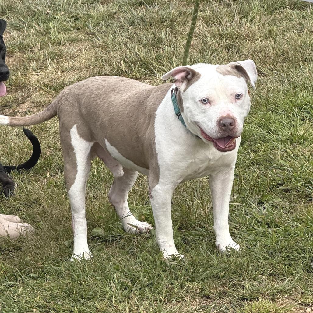 Slacky, a Adoptable Mixed Breed in Marshall, VA image 4/6