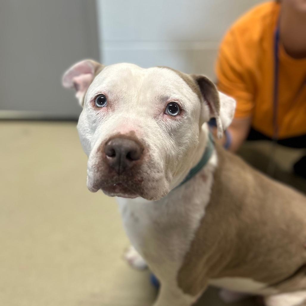 Slacky, a Adoptable Mixed Breed in Marshall, VA image 5/6