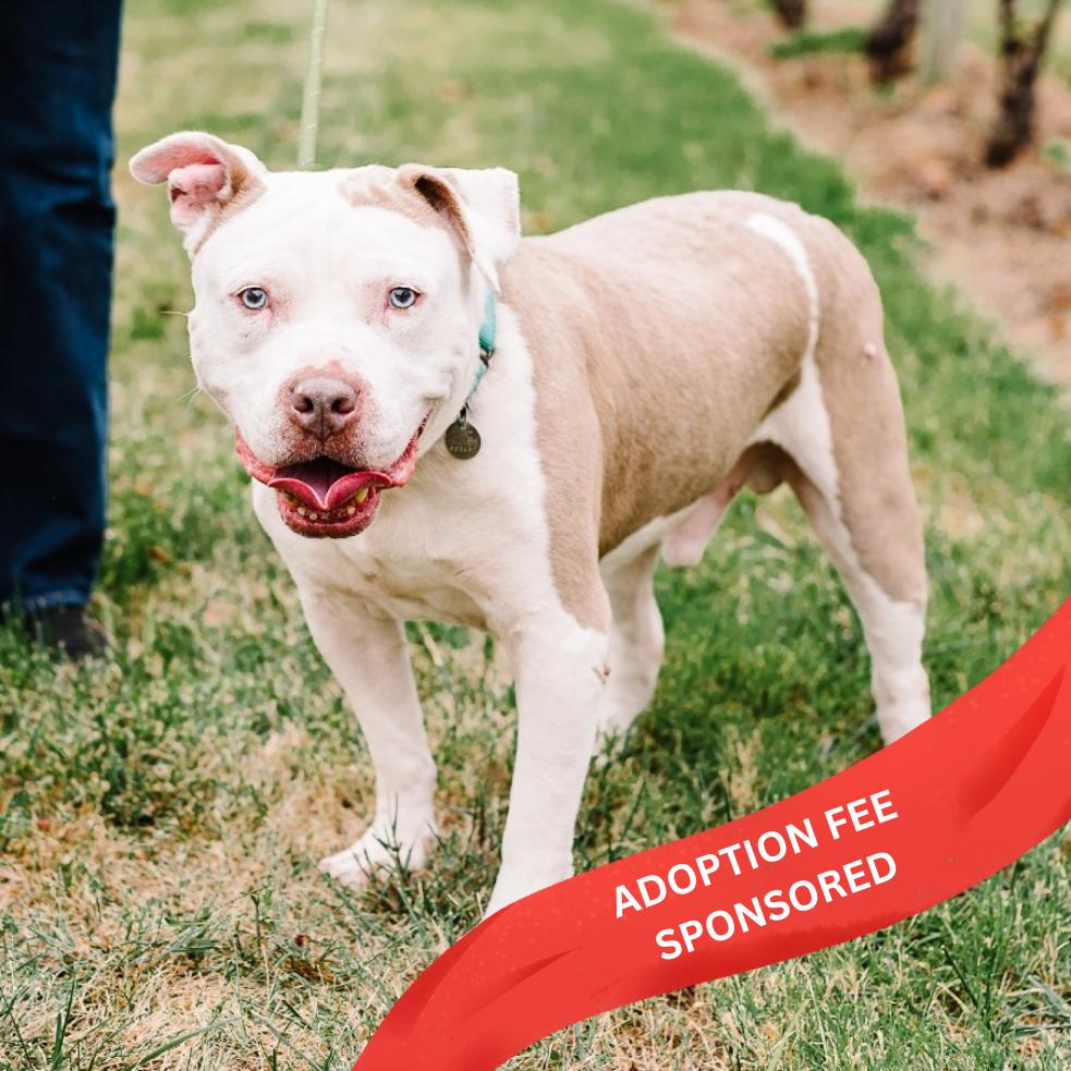 Slacky, a Adoptable Mixed Breed in Marshall, VA image 6/6