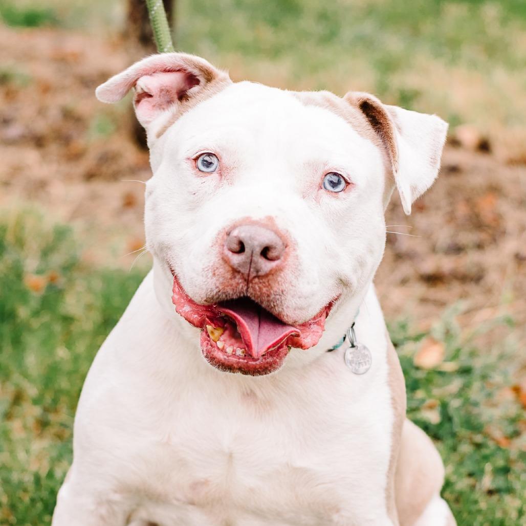 Enlarge Slacky - 003652, a Adoptable Mixed Breed in Marshall, VA image 6/6