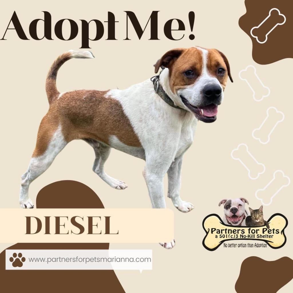 Enlarge DIESEL, a Adopted American Bulldog in Marianna, FL image 1/1