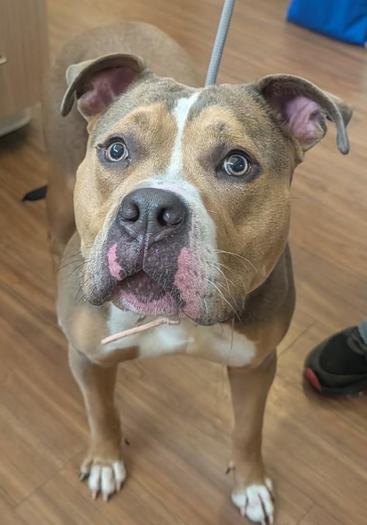 Enlarge Flo, a Adoptable Pit Bull Terrier in Christiansburg, VA image 1/1