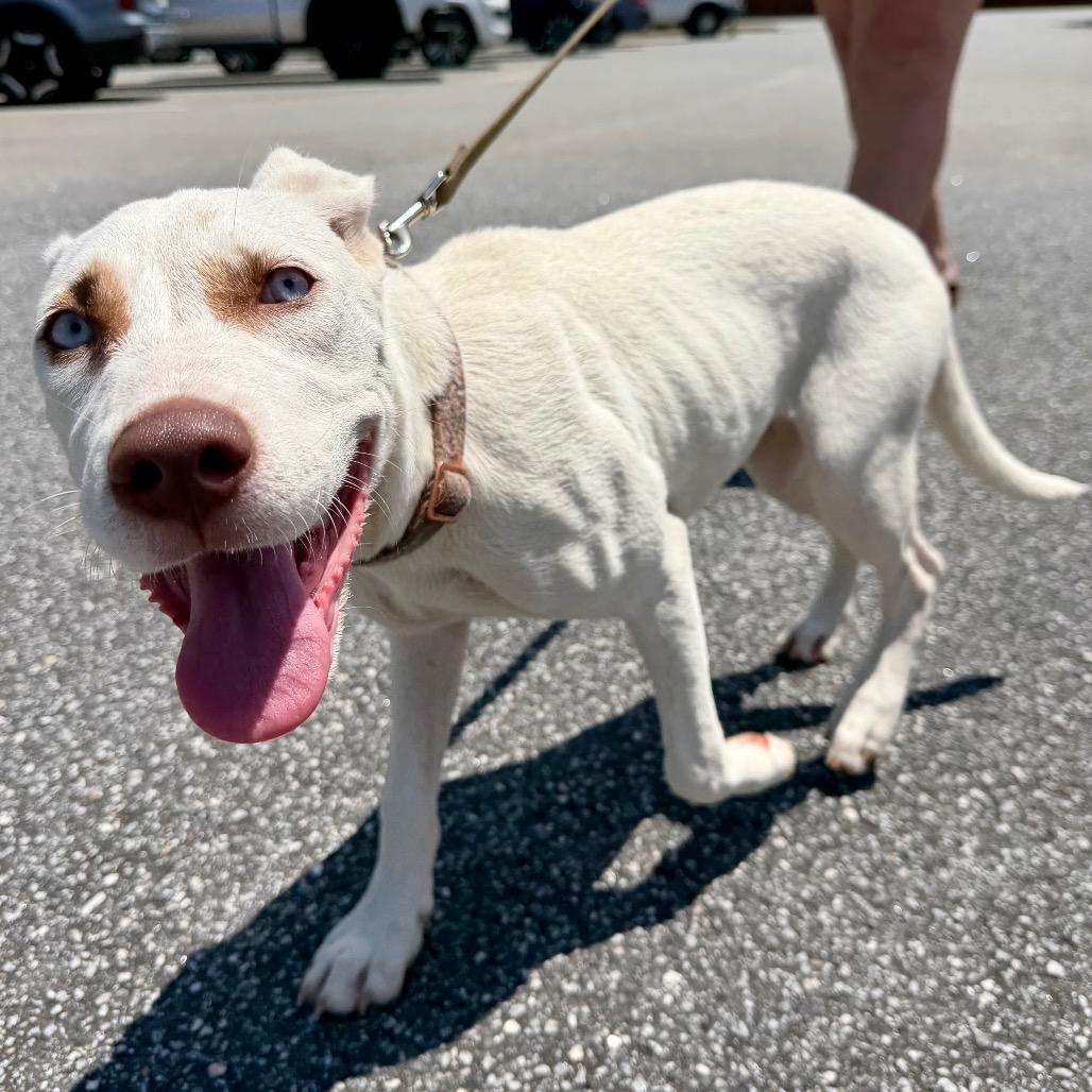 Enlarge Darla, a Adoptable Mixed Breed in Opelika, AL image 1/6