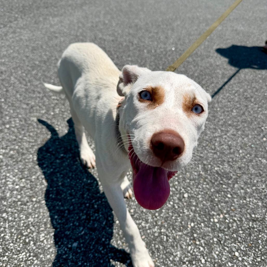 Enlarge Darla, a Adoptable Mixed Breed in Opelika, AL image 2/6