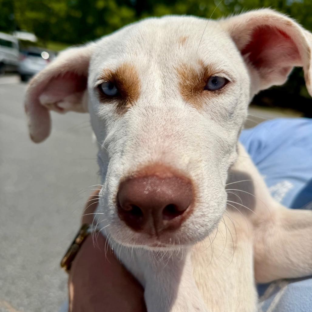 Enlarge Darla, a Adoptable Mixed Breed in Opelika, AL image 3/6
