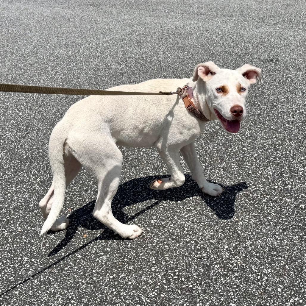 Enlarge Darla, a Adoptable Mixed Breed in Opelika, AL image 4/6