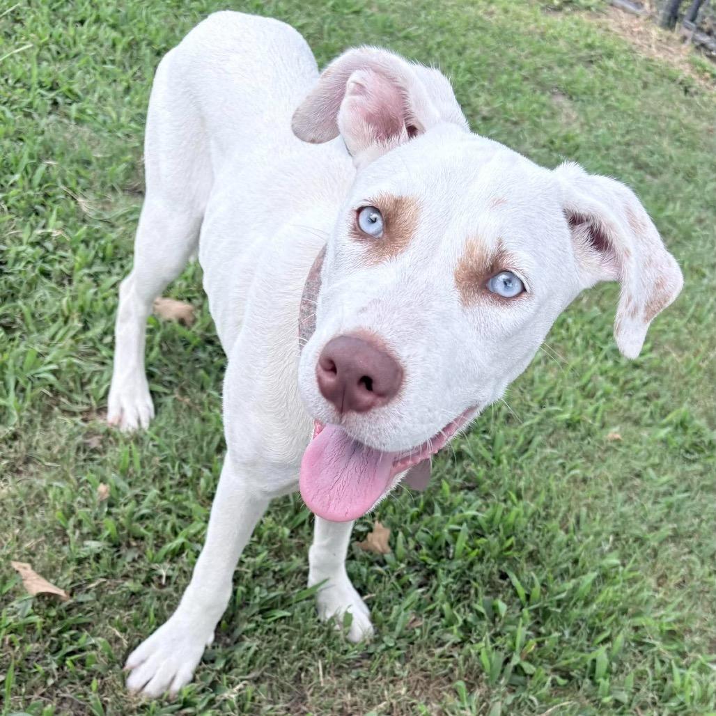 Enlarge Darla, a Adoptable Mixed Breed in Opelika, AL image 5/6