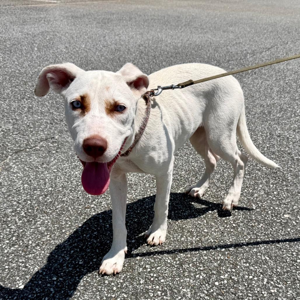 Enlarge Darla, a Adoptable Mixed Breed in Opelika, AL image 6/6