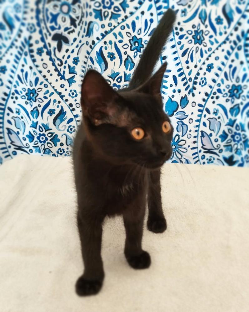 Sleeping Beauty, an adoptable Domestic Short Hair in Asheville, NC_image-1