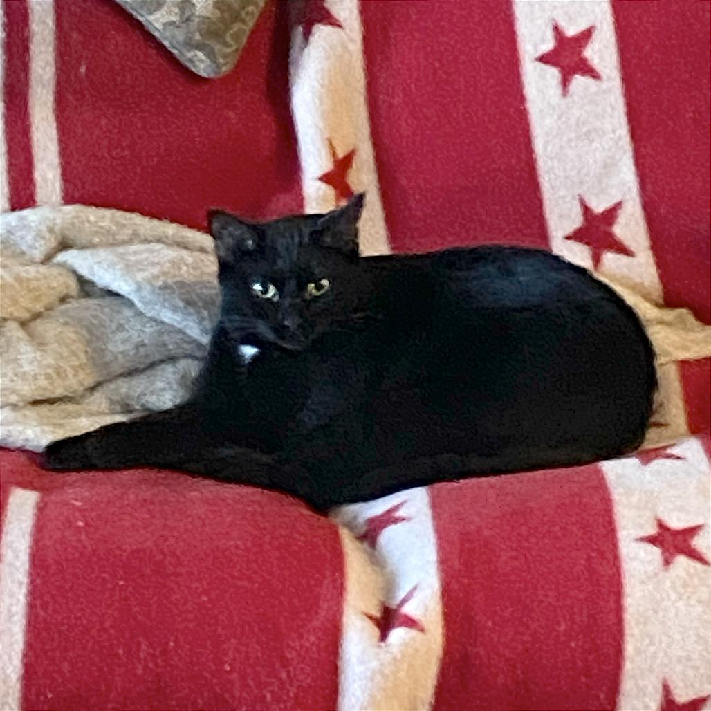 Moonlight, Adoptable, Adult Female Domestic Short Hair.