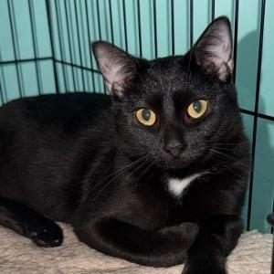 Enlarge Moonlight, a Adoptable Domestic Short Hair in Washington, DC image 2/4