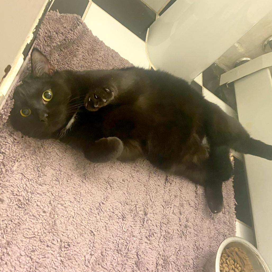 Enlarge Moonlight, a Adoptable Domestic Short Hair in Washington, DC image 3/4