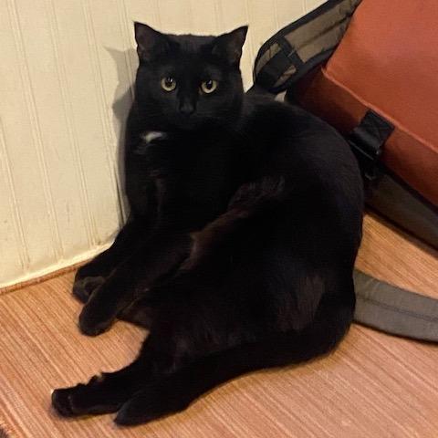 Enlarge Moonlight, a Adoptable Domestic Short Hair in Washington, DC image 4/4