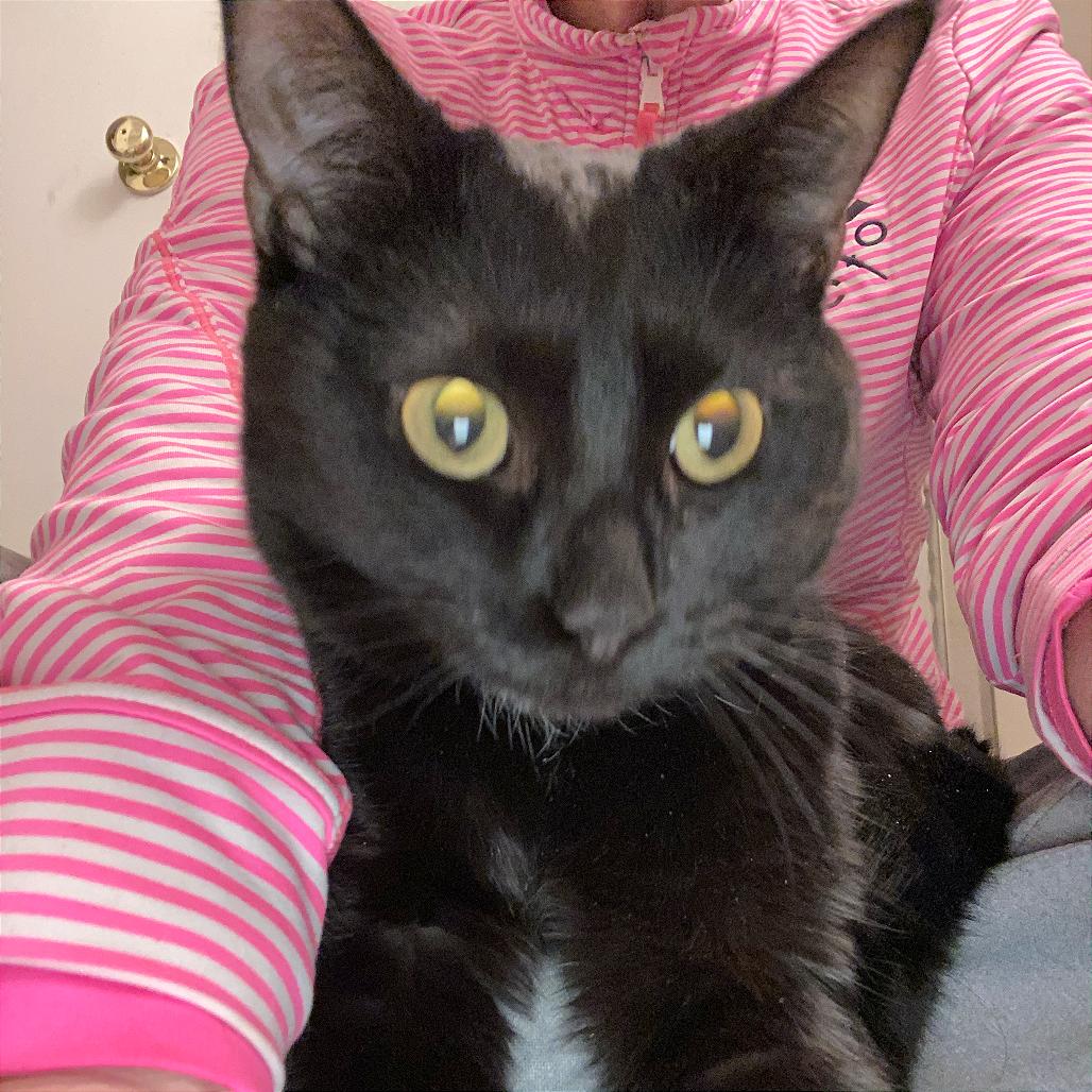 Enlarge Moonlight, a Adoptable Domestic Short Hair in Washington, DC image 4/4