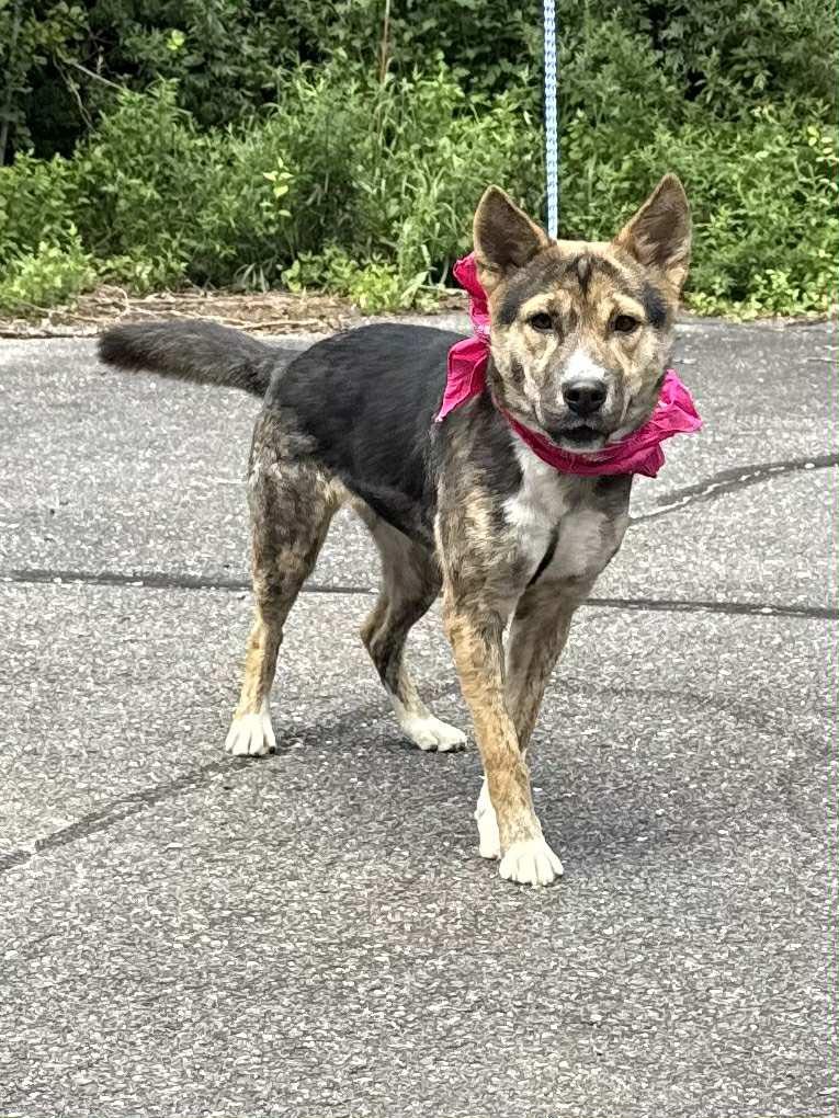 Amily, adopted, Puppy Female Shepherd.