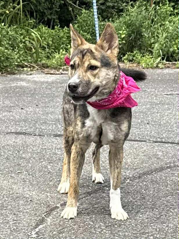 Enlarge Amily, an adopted mixed breed in Old Westbury, NY image 2/6