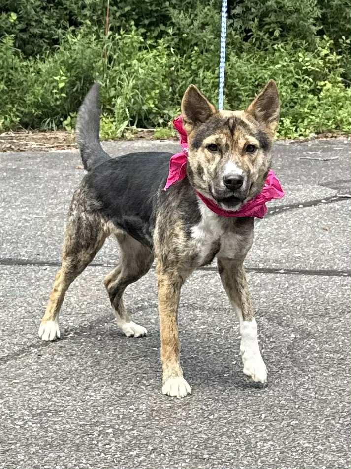 Amily, adopted, Puppy Female Shepherd.